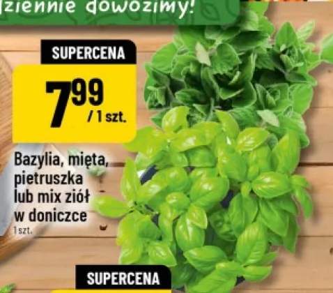 Mix ziół w doniczce