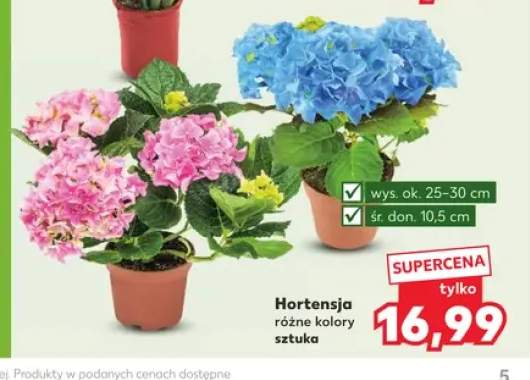 Hortensja