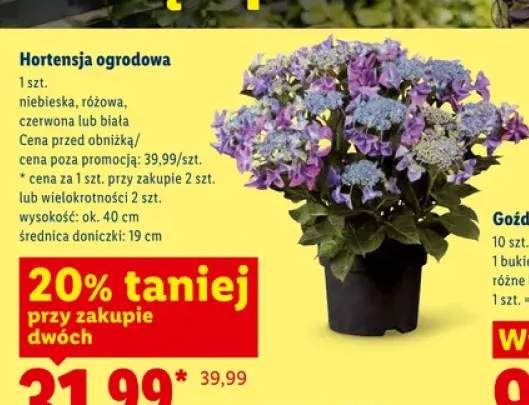 Hortensja ogrodowa biała