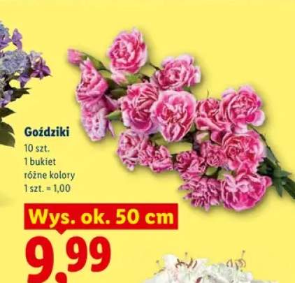 Goździki bukiet 10-pak