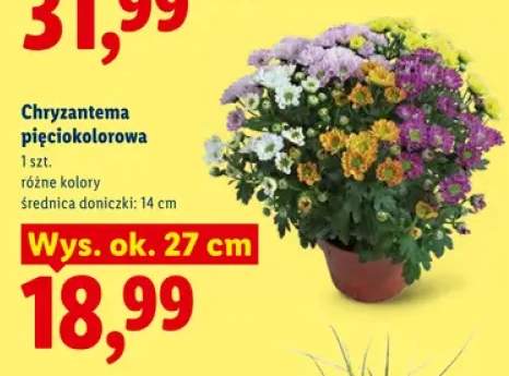 Chryzantema pięciokolorowa