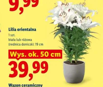 Lilia orientalna różowa