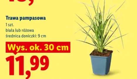 Trawa pampasowa biała