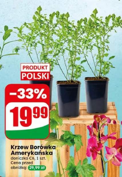 Krzew Borówka Amerykańska