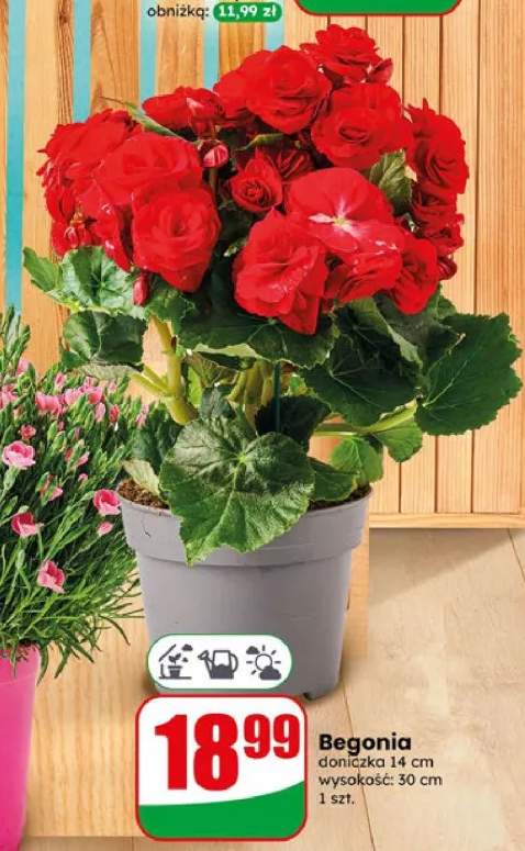 Begonia