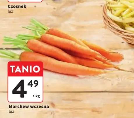Marchew wczesna luz