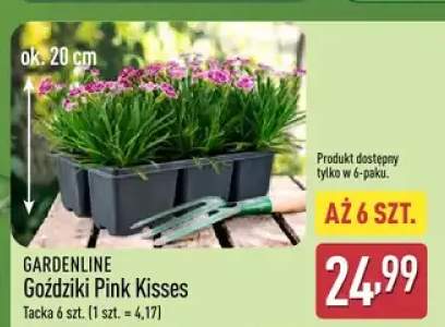 Goździki Pink Kisses GARDENLINE 6-pak