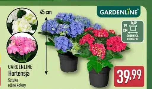 Hortensja GARDENLINE