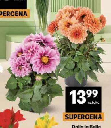 Dalia la Bella
