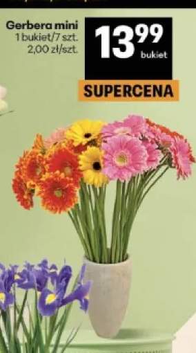 Gerbera mini 7-pak