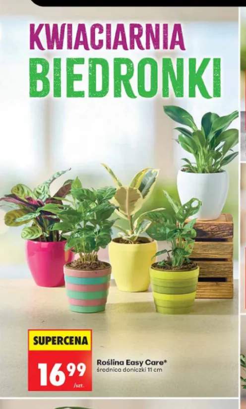Roślina Easy Care średnica doniczki 11 cm