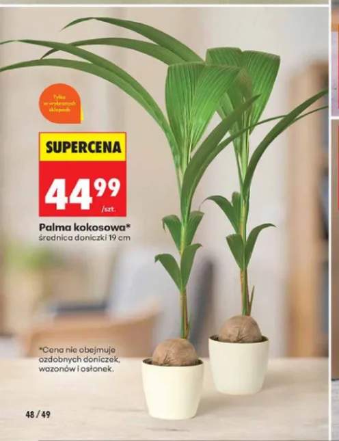 Palma kokosowa średnica doniczki 19 cm