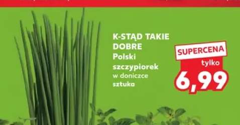 Szczypiorek w doniczce K-Stąd Takie Dobre