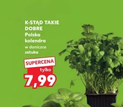 Kolendra w doniczce K-Stąd Takie Dobre