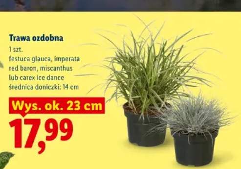 Trawa ozdobna Festuca Glauca wys. ok. 23 cm +3 warianty