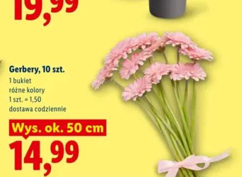 Gerbery 10-pak wys. ok. 50 cm