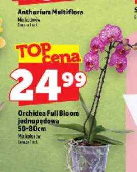 Orchidea Full Bloom jednopędowa 50-80 cm