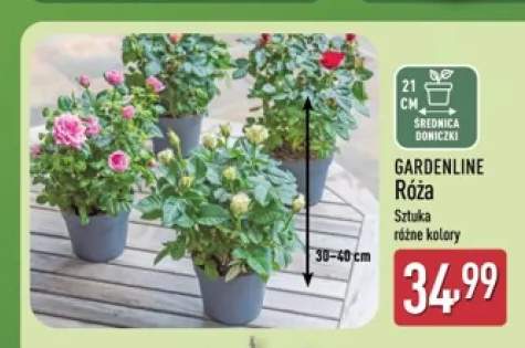 Róża w doniczce Gardenline