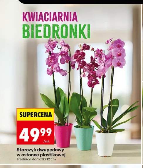 Storczyk dwupędowy w osłonce plastikowej