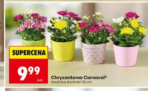 Chryzantema Carnaval