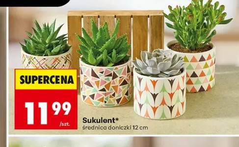 Sukulent