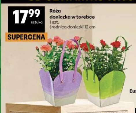 Róża doniczka w torebce