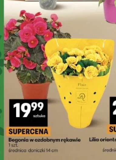 Begonia w ozdobnym rękawie