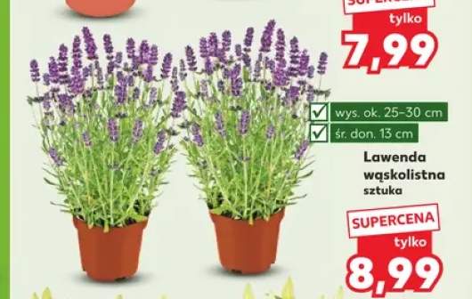 Lawenda wąskolistna