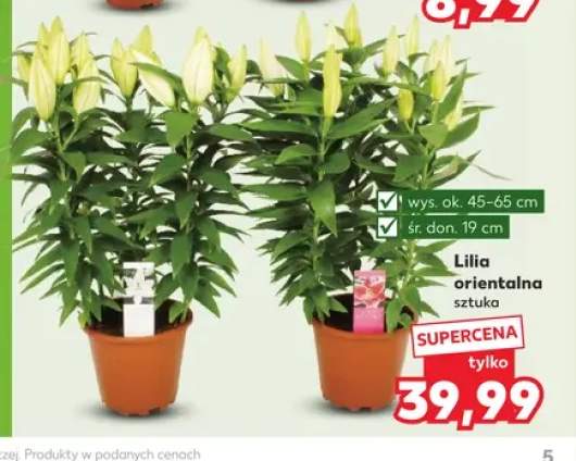 Lilia orientalna