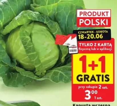 Kapusta wczesna polska