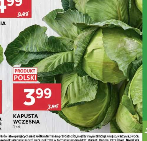 Kapusta wczesna