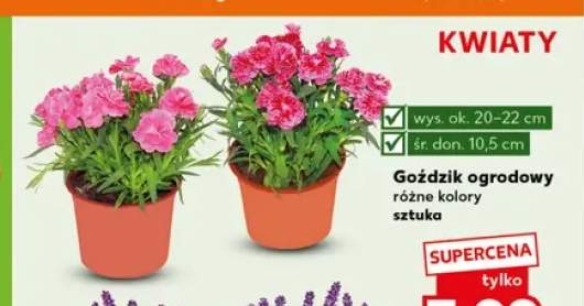 Goździk ogrodowy