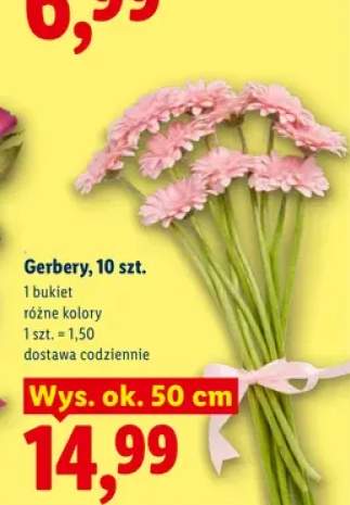 Gerbery 10-pak