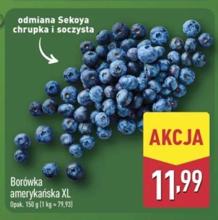 Borówka amerykańska XL