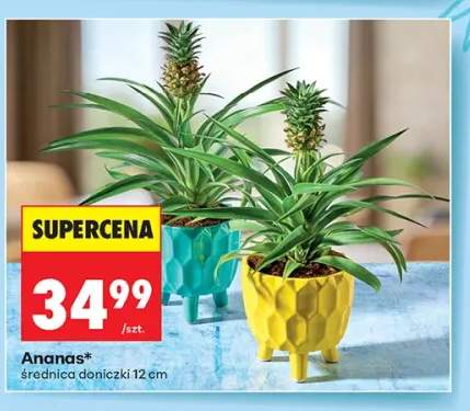 Ananas