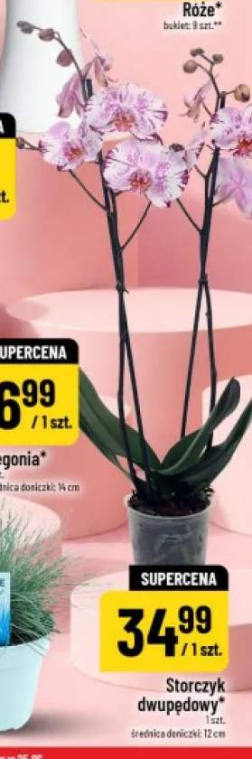 Storczyk dwupędowy