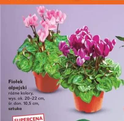 Fiołek alpejski