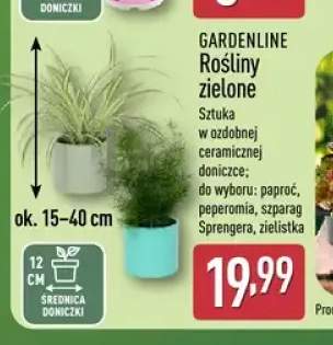 Roślina zielona Gardenline paproć +3 warianty
