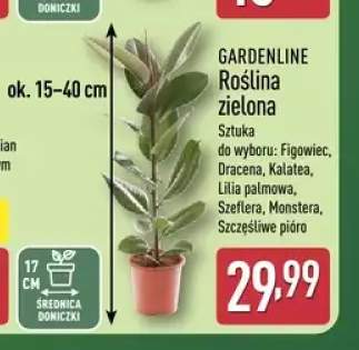 Roślina zielona Gardenline Figowiec +6 wariantów