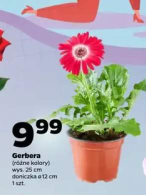 Gerbera w doniczce