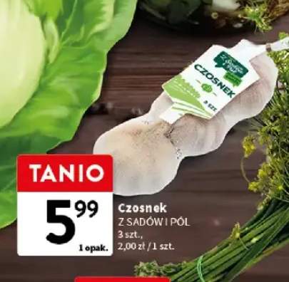 Czosnek Z Sadów i Pól