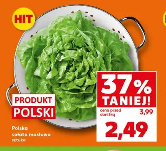 Sałata masłowa polska