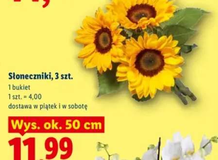 Słoneczniki 3-pak wys. ok. 50 cm
