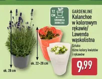 Kalanchoe w kolorowym rękawie Gardenline +1 wariant