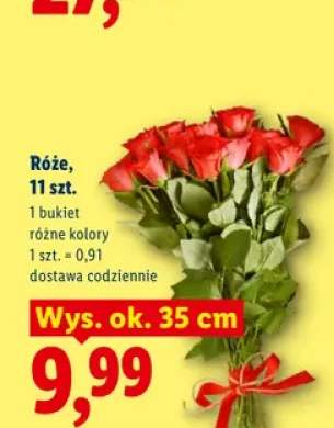 Róże 11-pak