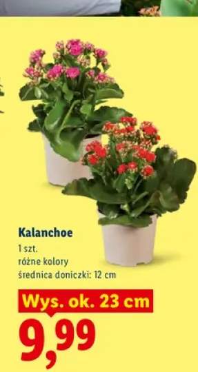 Kalanchoe