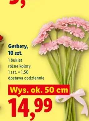 Gerbery 10-pak