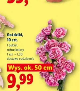Goździki 10-pak