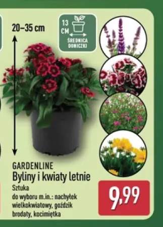 Byliny i kwiaty letnie Gardenline