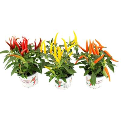 Papryczka (Capsicum) mix don. 10,5 cm